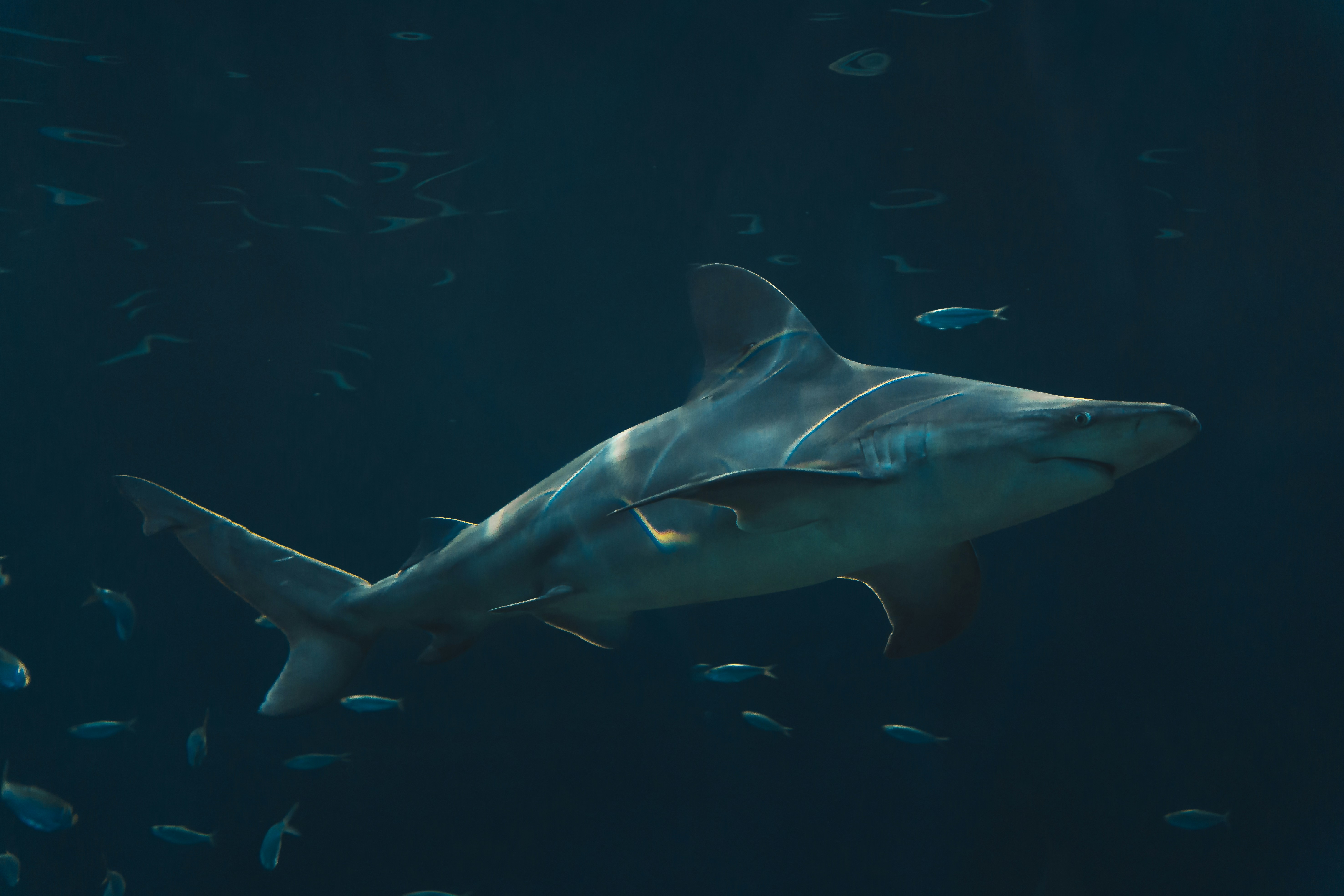 A large shark swimming in a large body of water